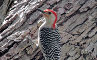 Woodpecker