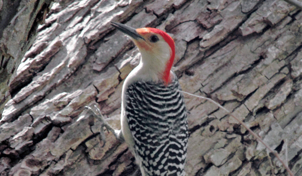 Woodpecker