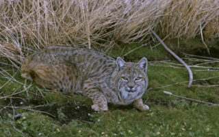 Bobcat