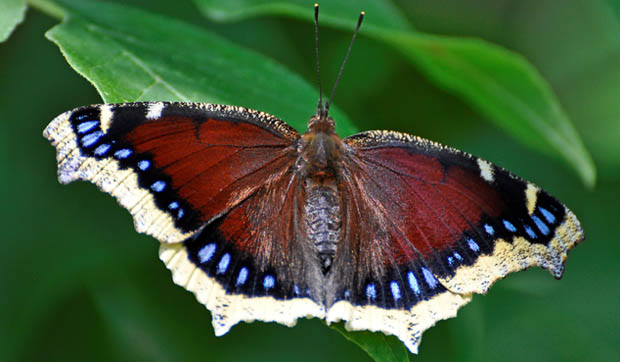 Mourning cloak