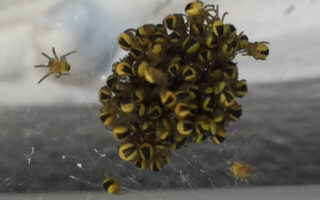 Ballooning Ballooning