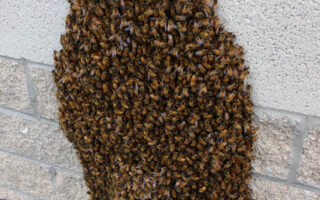 HoneyBeeSwarms