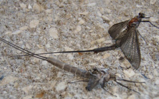 Mayfly Mayfly