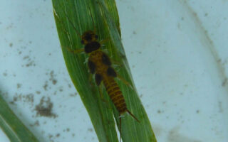 Stonefly_nymph Stonefly_nymph