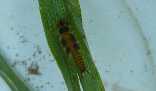 Stonefly_nymph