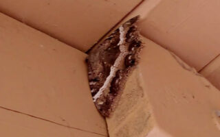 BlackWitchMoth BlackWitchMoth