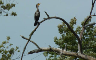 Cormorant1 Cormorant1