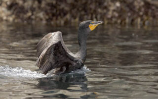 Cormorant2 Cormorant2