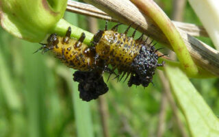 TortoiseBeetle TortoiseBeetle