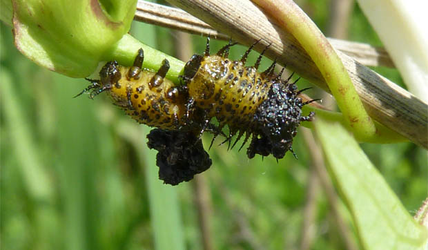 TortoiseBeetle