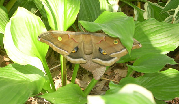 Polyphemus moths