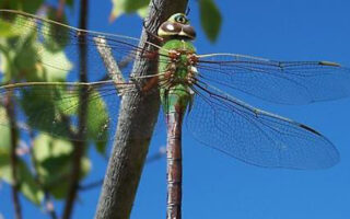 GreenDarner GreenDarner