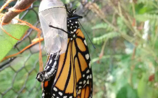 RaisingMonarchs RaisingMonarchs