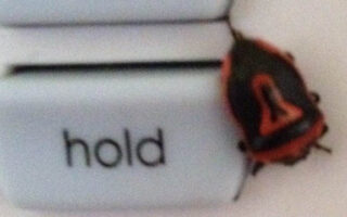 2SpottedStinkBug 2SpottedStinkBug