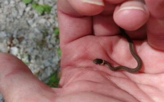 BrownSnake BrownSnake