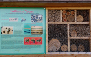 Pollinators Pollinators