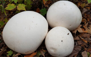 Puffballs Puffballs