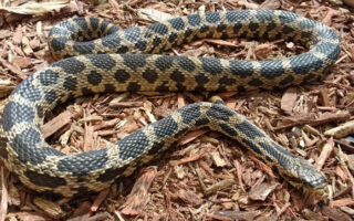 SnakesInFallFrankie SnakesInFallFrankie