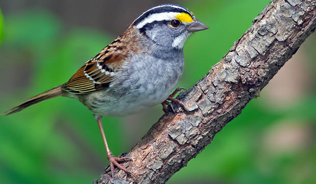 WhiteThroatedSparrow