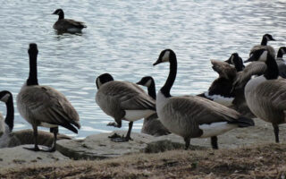 CanadaGeese CanadaGeese
