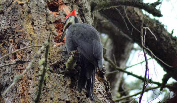 PileatedWoodpecker