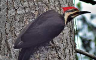 PileatedWoodpecker2 PileatedWoodpecker2