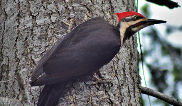 PileatedWoodpecker2