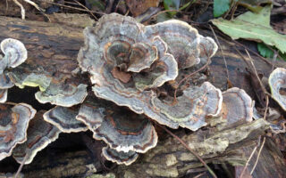 TurkeyTails TurkeyTails
