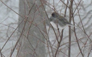 BirdsInWinter BirdsInWinter