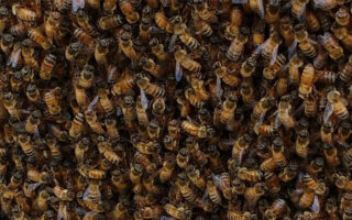 HoneyBeeCluster HoneyBeeCluster