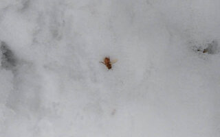 HoneyBeesPart2 HoneyBeesPart2