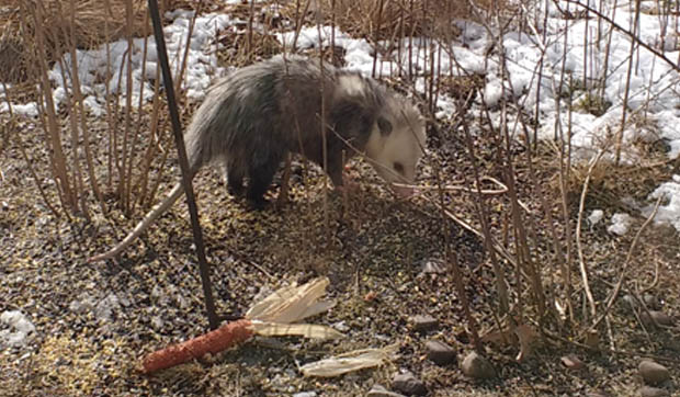 Opossum