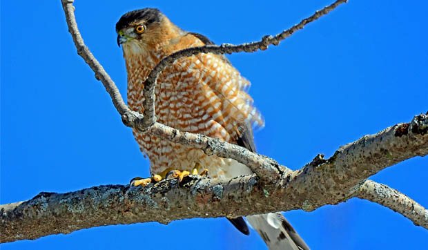 SharpShinnedHawk