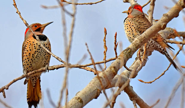 NorthernFlickers