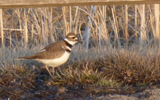 Kildeer