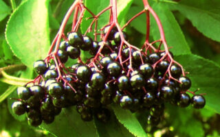 Elderberries