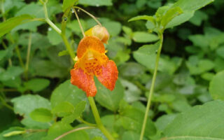 Jewelweed