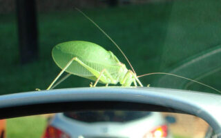 Katydids