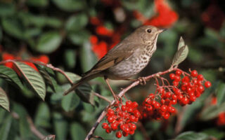 HermitThrush