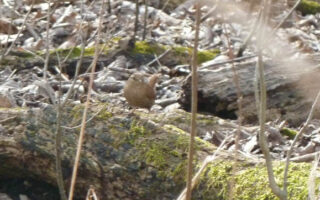 WinterWren
