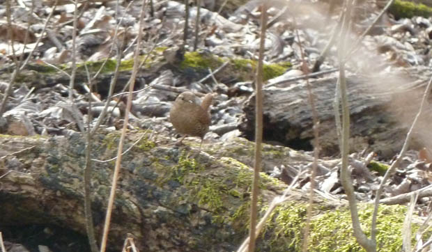 WinterWren