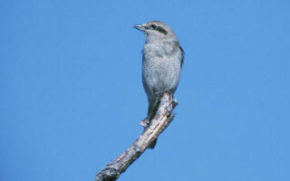 NorthernShrike