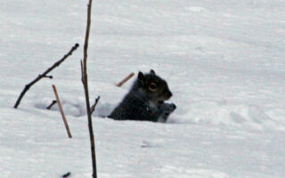 AnimalsInExtremeCold