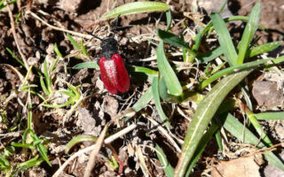 GroundBeesAndBeetles2