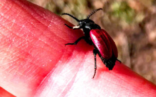 GroundBeesAndBeetles