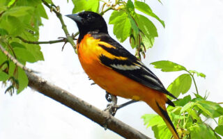 BaltimoreOriole