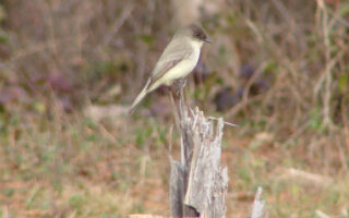 EasternPhoebe