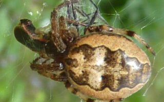 FurrowSpider