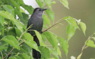 GrayCatbird