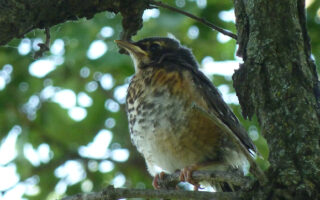 AmericanRobins